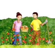 Tomatoes